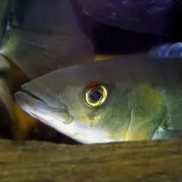 Pike Cichlid, photo 1