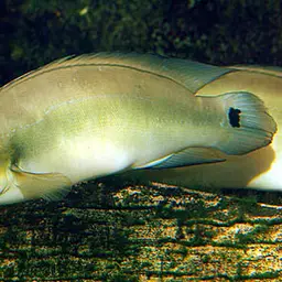 Pike Cichlid, photo 2