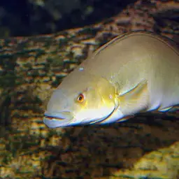 Pike Cichlid, photo 3