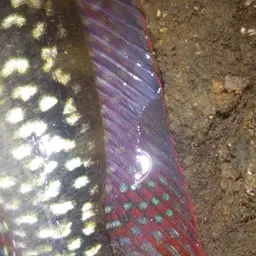 Ringtailed Pike Cichlid, photo 2