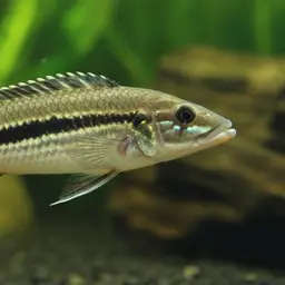 Ringtailed Pike Cichlid, photo 1