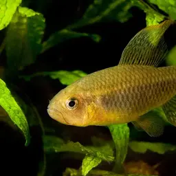 Sailfin Tetra, photo 1