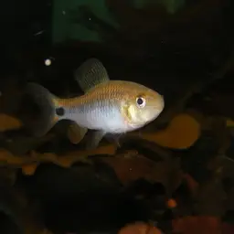 Sailfin Tetra, photo 2