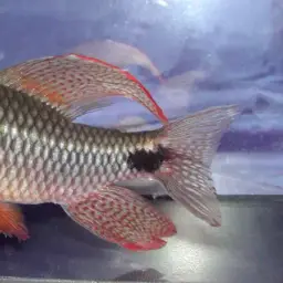 Sailfin Tetra, photo 3