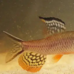 Sailfin Tetra, photo 4
