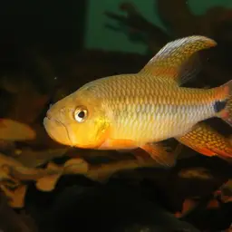 Sailfin Tetra, photo 5