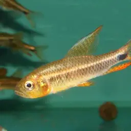 Sailfin Tetra, photo 6