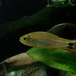Sailfin Tetra, photo 7