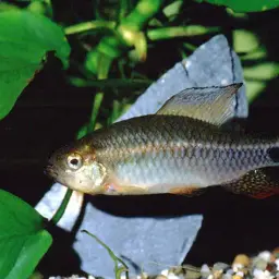 Sailfin Tetra, photo 8