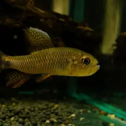 Sailfin Tetra, photo 9