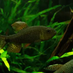 Sailfin Tetra, photo 10