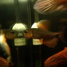 Sailfin Tetra, photo 11