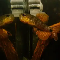 Sailfin Tetra, photo 12