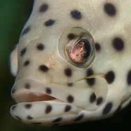 Humpback Grouper, photo 1
