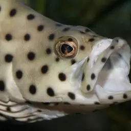 Humpback Grouper, photo 2