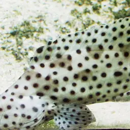 Humpback Grouper, photo 3