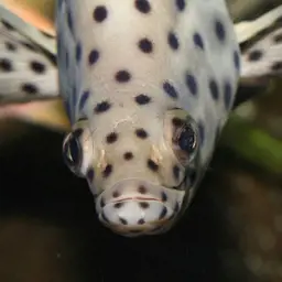 Humpback Grouper, photo 4
