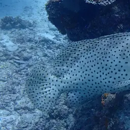 Humpback Grouper, photo 12
