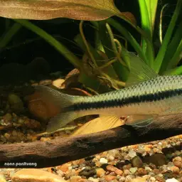 Siamese Algae Eater, photo 1