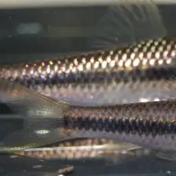 Siamese Algae Eater, photo 2