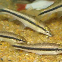 Siamese Algae Eater, photo 4