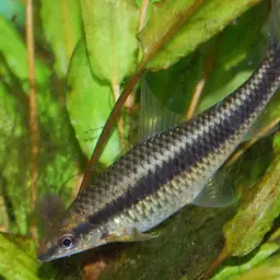 Siamese Algae Eater, photo 5