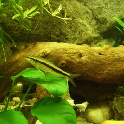 Siamese Algae Eater, photo 6