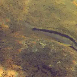 Siamese Algae Eater, photo 1
