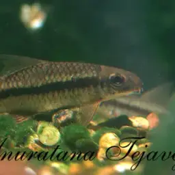 Siamese Algae Eater, photo 2