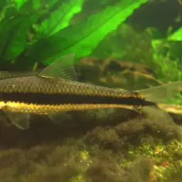Siamese Algae Eater, photo 1