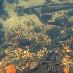 Siamese Algae Eater, photo 2