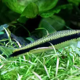 Siamese Algae Eater, photo 3