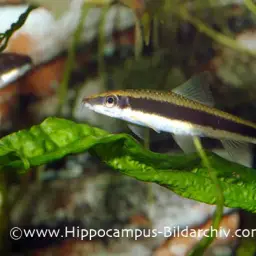 Siamese Algae Eater, photo 4