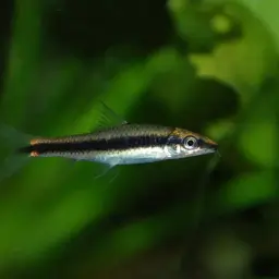 Siamese Algae Eater, photo 5