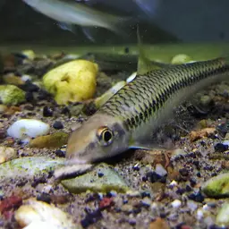 Siamese Algae Eater, photo 7