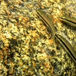 Siamese Algae Eater, photo 5
