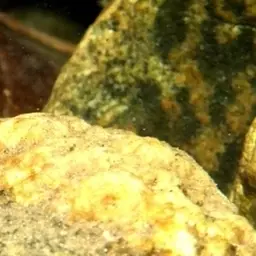 Siamese Algae Eater, photo 6