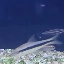 Siamese Algae Eater, photo 7