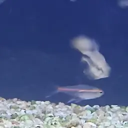 Siamese Algae Eater, photo 8