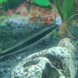 Siamese Algae Eater, photo 9