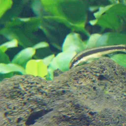 Siamese Algae Eater, photo 10