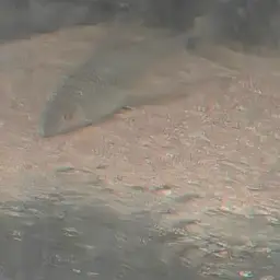 Reticulated Flying Fox, photo 12