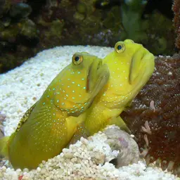 Yellow Watchman Goby, photo 1