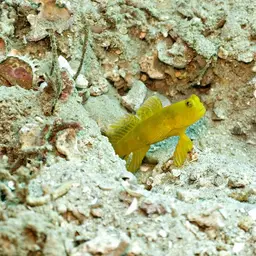 Yellow Watchman Goby, photo 2