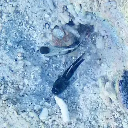 Yellow Watchman Goby, photo 3