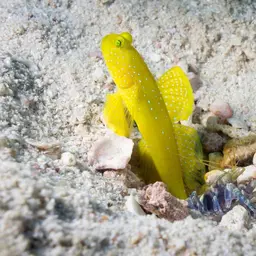 Yellow Watchman Goby, photo 4