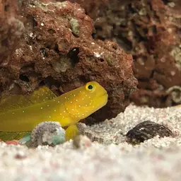 Yellow Watchman Goby, photo 5