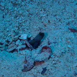 Yellow Watchman Goby, photo 6