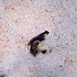 Yellow Watchman Goby, photo 7