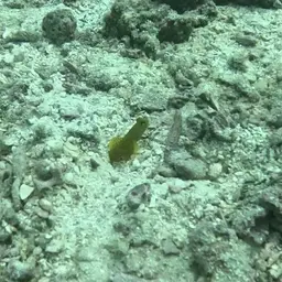 Yellow Watchman Goby, photo 8